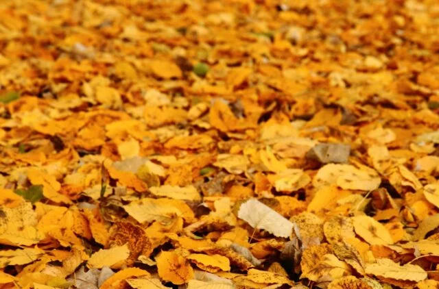 Feuilles Atomne