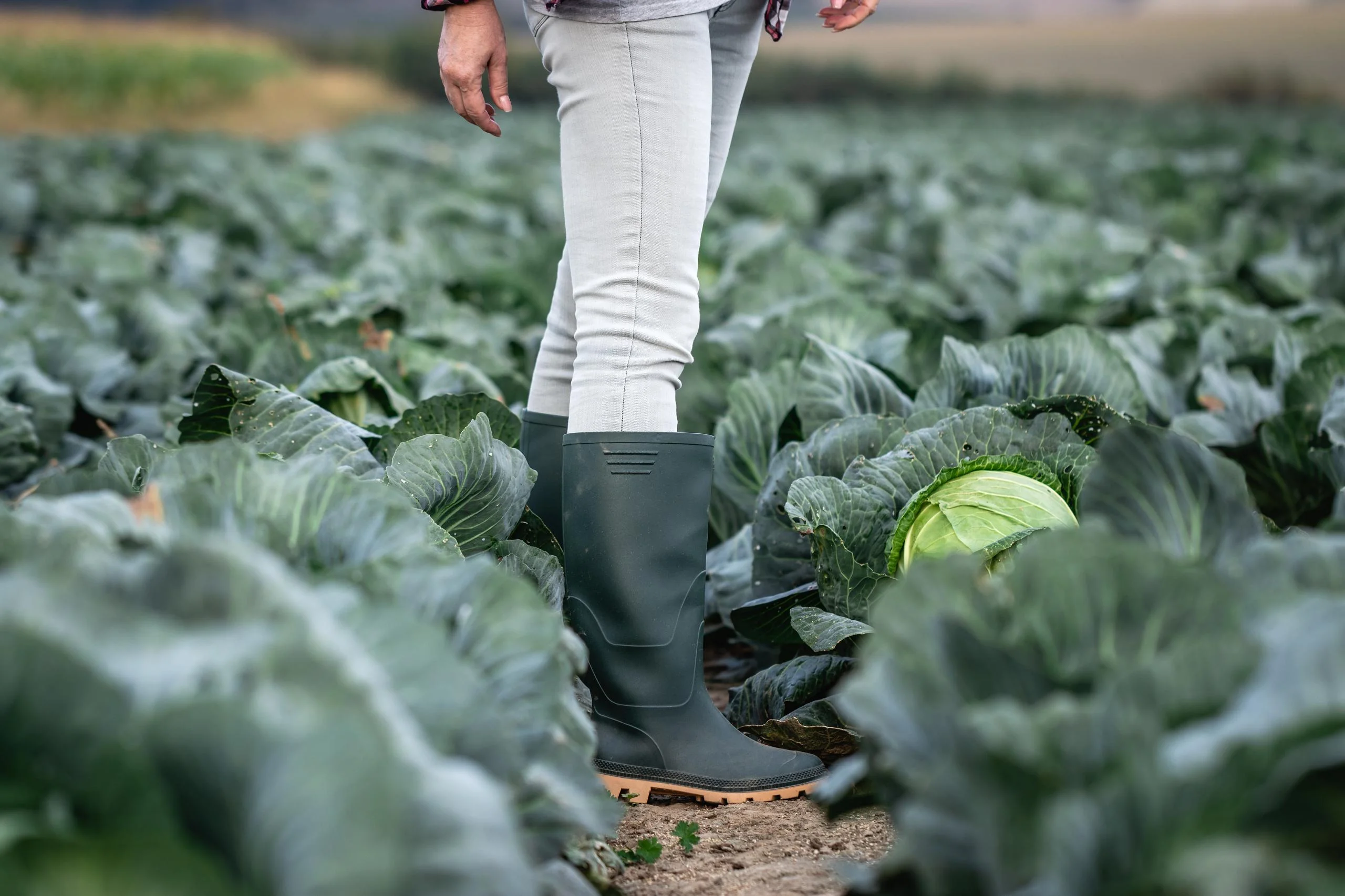 Rubber,Boot.,Farmer,Standing,In,Cabbage,Field.,Gardening,At,Vegetable
