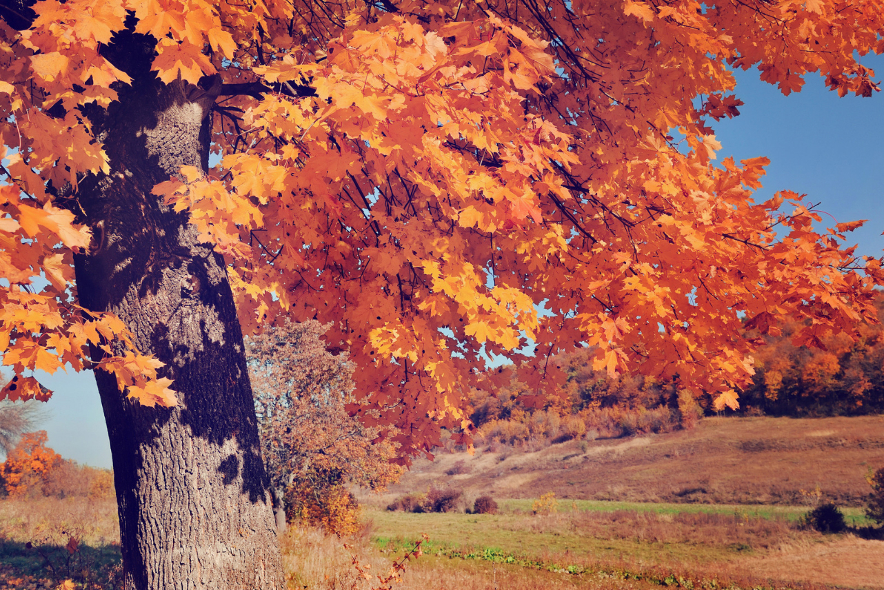 Image Automne